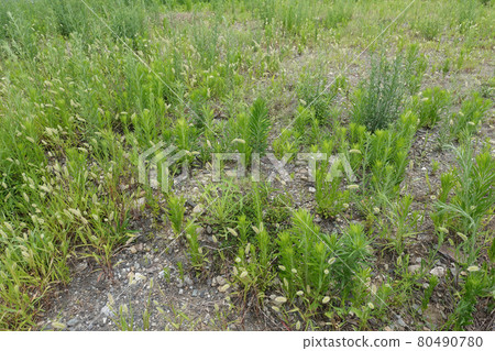 荒原草原野原雜草 80490780