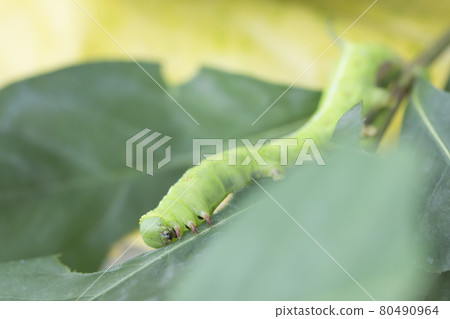 Caterpillars eat leaves 80490964
