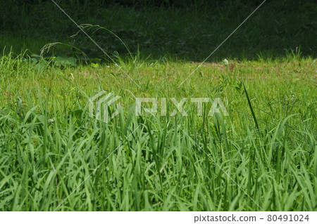 荒原草原野原雜草 80491024