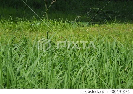 荒原草原野原雜草 荒原草原野原雜草 80491025