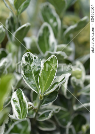 Japanes spindle Kathy 80492104