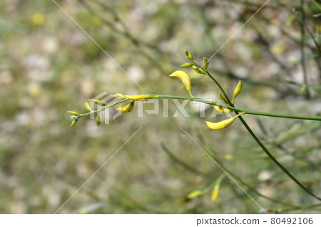 Spanish broom 80492106