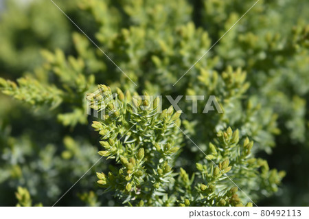 Juniper Green Carpet 80492113