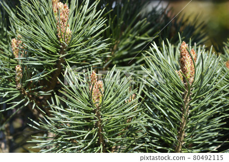 Scots pine Chantry Blue Scots pine Chantry Blue 80492115