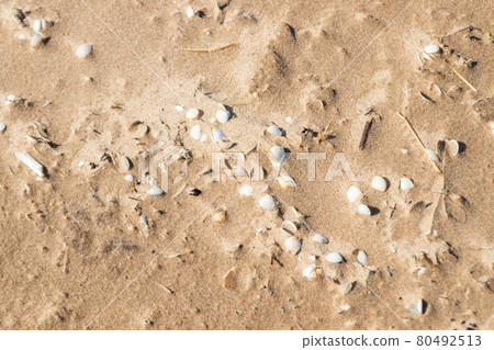 Seashells on beautiful sandy beach Yyteri at summer, in Pori, Finland Seashells on beautiful sandy beach Yyteri at summer, in Pori, Finland 80492513