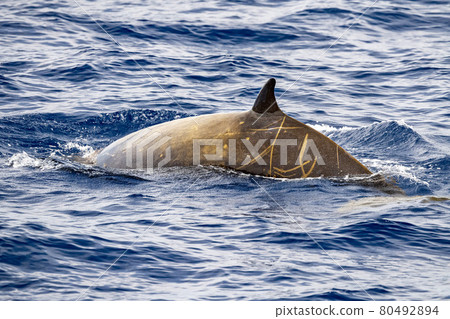 Rare Cuvier Goose Beaked whale dolphin Ziphius cavirostris Rare Cuvier Goose Beaked whale dolphin Ziphius cavirostris 80492894