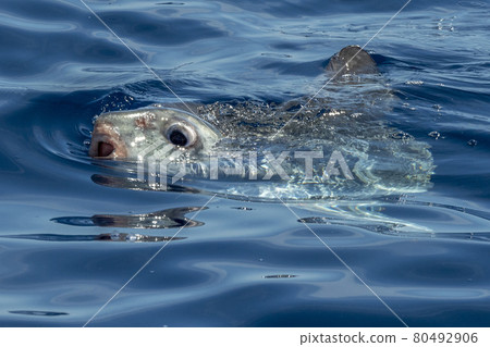 Sunfish underwater while eating jellyfish Sunfish underwater while eating jellyfish 80492906