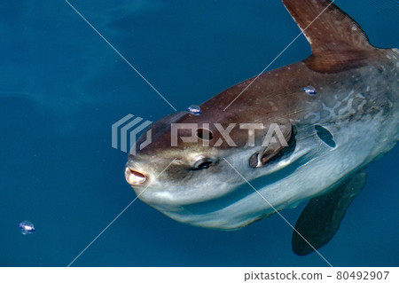 Sunfish underwater while eating jellyfish Sunfish underwater while eating jellyfish 80492907
