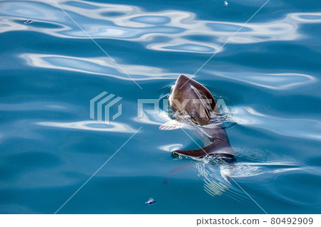 Sunfish underwater while eating jellyfish 80492909