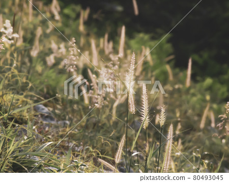 Green meadow on the background of mountains. Sunrise in green rural field 80493045
