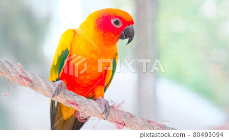 Close up Colorful yellow orange green love bird on rope with copy space 80493094