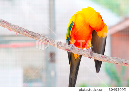 Close up Colorful yellow orange green love bird on rope hairy wing fur 80493095
