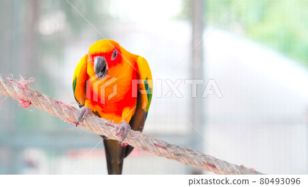 Close up Colorful yellow orange green love bird chirping while standing on rope 80493096