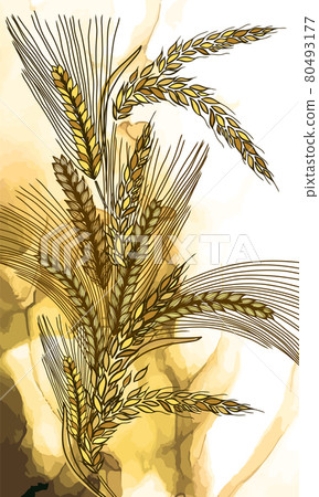 Abstract background with ears of wheat. Vector illustration 80493177