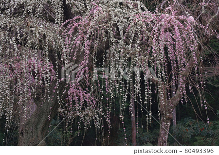 Uedai plum 80493396
