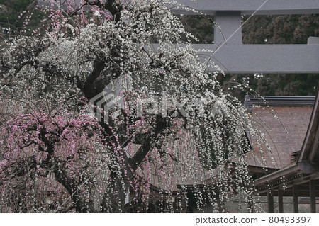 Uedai梅花 Uedai梅花 80493397