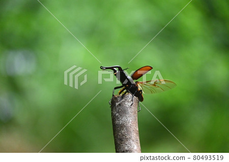 The moment when the sawtooth squirrel flies The moment when the sawtooth squirrel flies 80493519