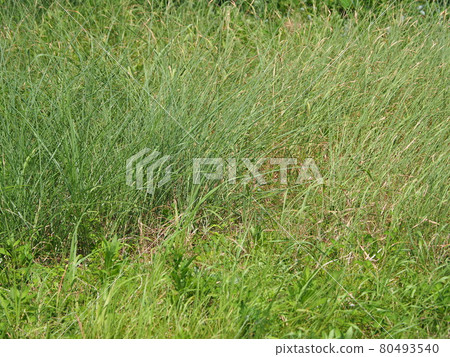 荒原草原野原雜草 荒原草原野原雜草 80493540