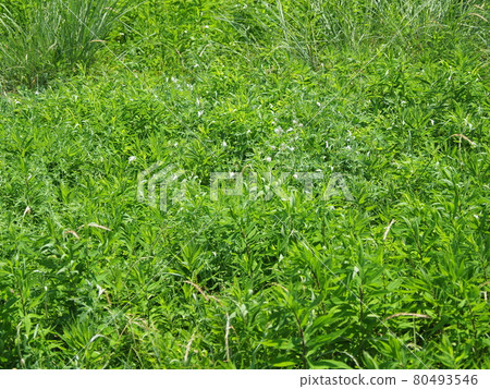 Wasteland Grassland Nohara Weed Land Wasteland Grassland Nohara Weed Land 80493546
