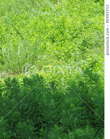 荒原草原野原雜草 80493552