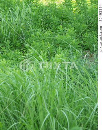 荒原草原野原雜草 荒原草原野原雜草 80493554