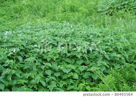 Wasteland Grassland Nohara Weed Land Wasteland Grassland Nohara Weed Land 80493564