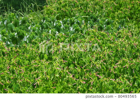 荒原草原野原雜草 荒原草原野原雜草 80493565