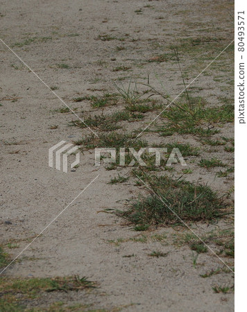 Wasteland Grassland Nohara Weed Land 80493571