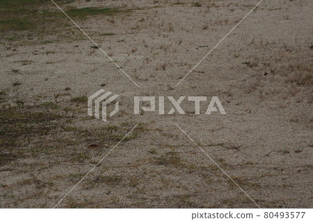 荒原草原野原雜草 80493577