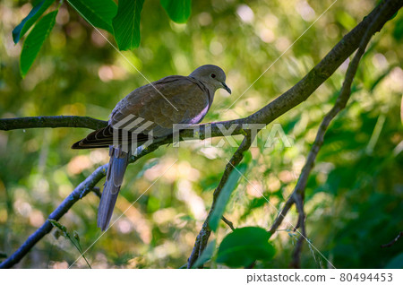 Wood pigeon sitting on a tree between leaves 80494453