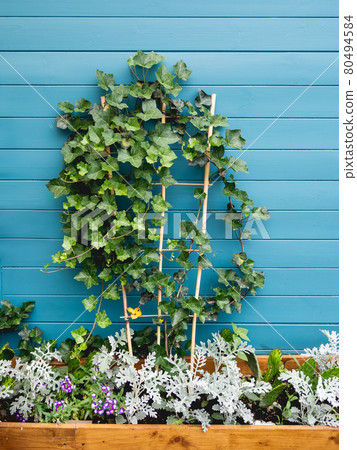 Wooden flower pot with ivy, cactuses and cineraria. Blue wooden wall of backyard with growing plants. Landscaping. Wooden flower pot with ivy, cactuses and cineraria. Blue wooden wall of backyard with growing plants. Landscaping. 80494584