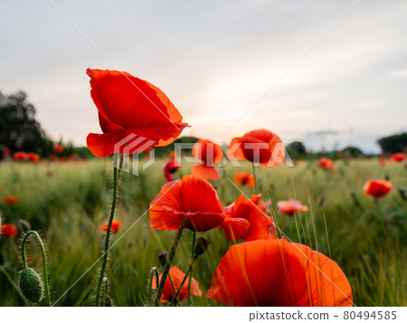 Red poppy flowers on field of rye. Green plants with red buds. Beautiful and fragile flowers at summer. Red poppy flowers on field of rye. Green plants with red buds. Beautiful and fragile flowers at summer. 80494585