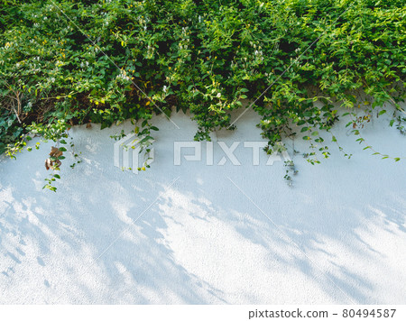 Lacy shadows from trees and bushes on white wall. Abstract background with concrete texture and green foliage of plants. Lacy shadows from trees and bushes on white wall. Abstract background with concrete texture and green foliage of plants. 80494587