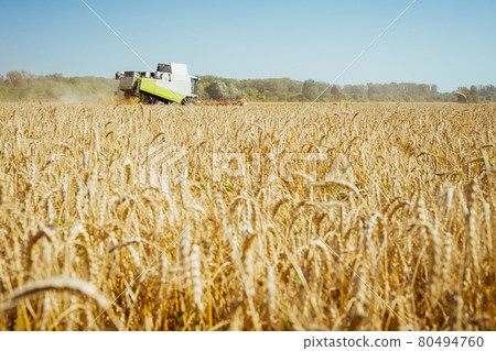 Combine harvester harvests ripe wheat. Ripe ears of gold field on the sunset cloudy orange sky background. . Concept of a rich harvest. Agriculture image. 80494760