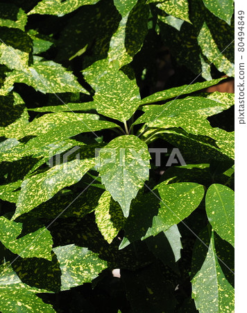 Aoki (Filiaoki natural texture) 80494849