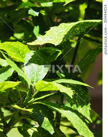 Aoki (Filiaoki natural texture) Aoki (Filiaoki natural texture) 80494854