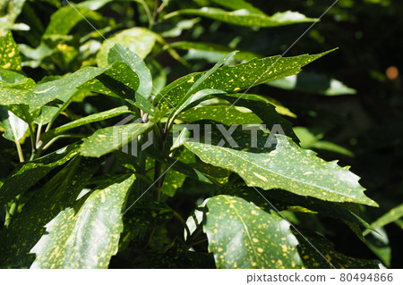 Aoki (Filiaoki natural texture) 80494866