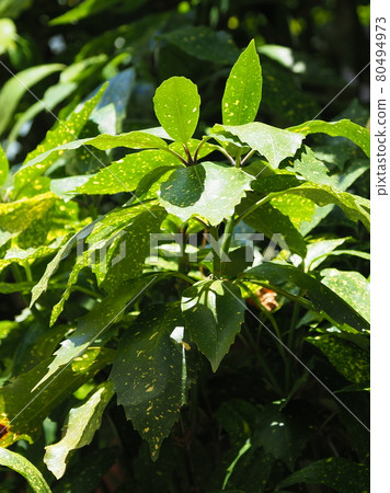 Aoki (Filiaoki natural texture) Aoki (Filiaoki natural texture) 80494973
