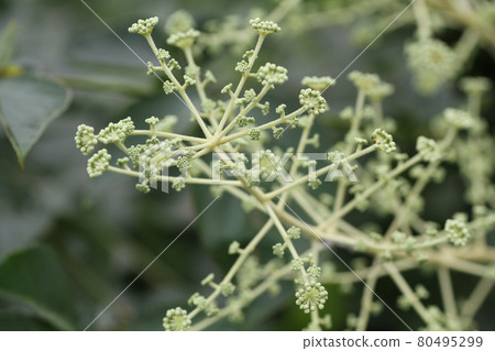 White flowers of Aralia elata that bloom in midsummer White flowers of Aralia elata that bloom in midsummer 80495299