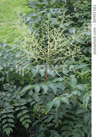 White flowers of Aralia elata that bloom in midsummer 80495301