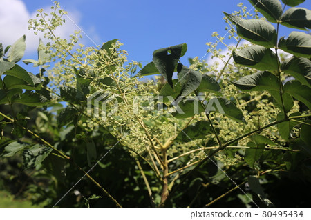 盛夏盛開的龍舌蘭白花 80495434