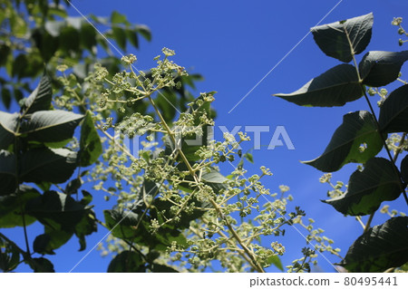 White flowers of Aralia elata that bloom in midsummer 80495441