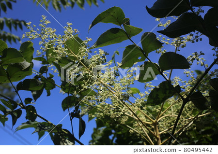 White flowers of Aralia elata that bloom in midsummer 80495442