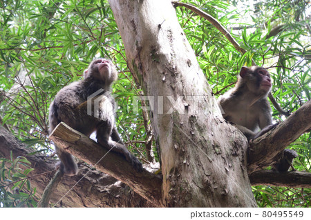 Wild monkey at Cape Sata Wild monkey at Cape Sata 80495549