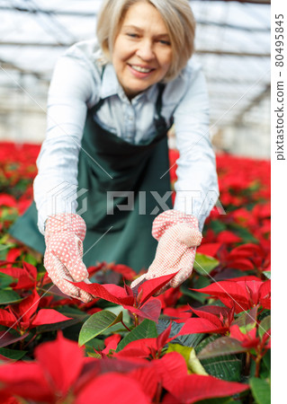 Female arranging poinsettia plants in glasshouse 80495845