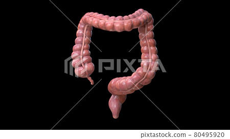 Colon Anatomy 3d