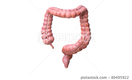 Colon anatomy on white background, 3d render 80495922