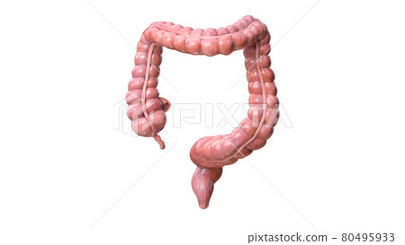 Colon anatomy on white background, 3d render 80495933