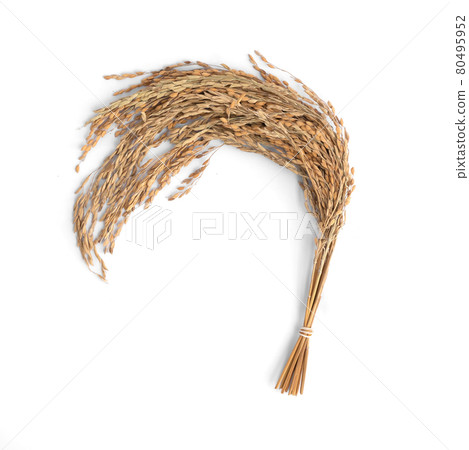 A branch of dry paddy rice isolated on white background. Raw, wheat or grain. Agriculture in farm field. Food 80495952