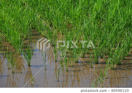 Agricultural image (rice farming) Agricultural image (rice farming) 80496120